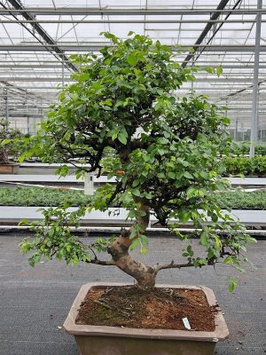 Zelkova parvifolia - Vaxtinredarna.se