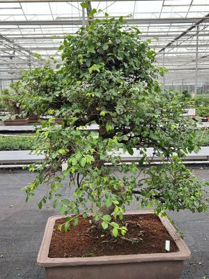 Zelkova parvifolia - Vaxtinredarna.se