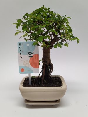 Zelkova parvifolia - Vaxtinredarna.se