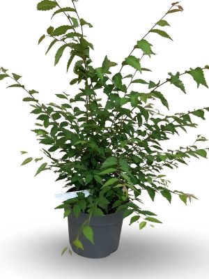 Zelkova serrata - Vaxtinredarna.se