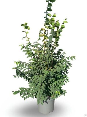 Zelkova serrata - Vaxtinredarna.se