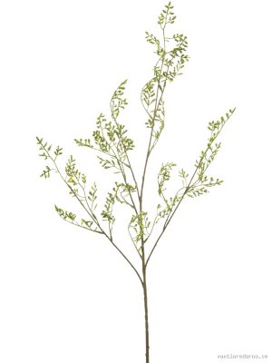 Achillea - Vaxtinredarna.se