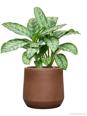 Aglaonema 'Chantal' in Antwerp - Vaxtinredarna.se