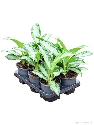 Aglaonema 'Silver Bay' 6/tray - Vaxtinredarna.se