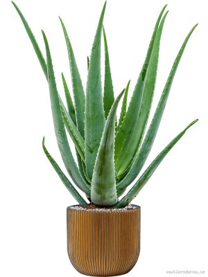 Aloe vera barbadensis in Capi Nature Groove