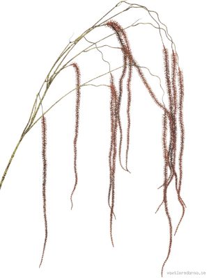 Amaranthus - Vaxtinredarna.se