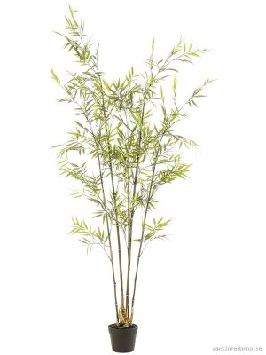 Bamboo - Vaxtinredarna.se