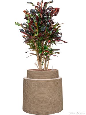 Croton (Codiaeum) variegatum 'Mammi' in Colorado - Vaxtinredarna.se