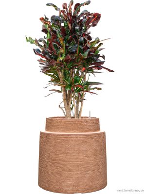 Croton (Codiaeum) variegatum 'Mammi' in Colorado - Vaxtinredarna.se