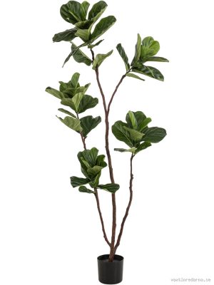 Ficus Lyrata - Vaxtinredarna.se