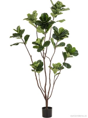 Ficus Lyrata - Vaxtinredarna.se