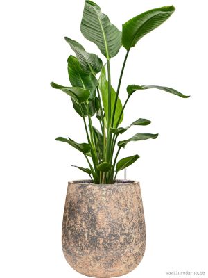Strelitzia nicolai in Baq Atlas - Vaxtinredarna.se