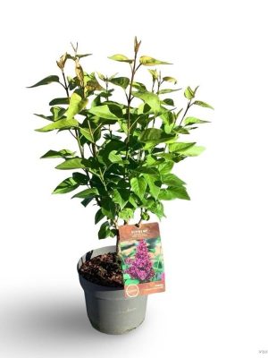 Syringa vulgaris 'Charles Joly' - Vaxtinredarna.se