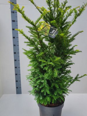 Taxus baccata - Vaxtinredarna.se