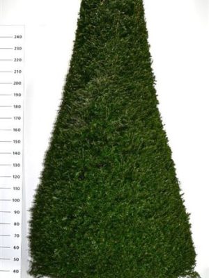 Taxus baccata - Vaxtinredarna.se