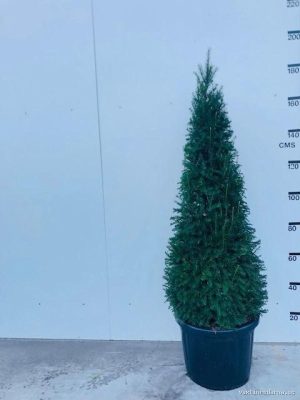 Taxus baccata - Vaxtinredarna.se