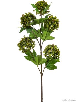 Viburnum - Vaxtinredarna.se