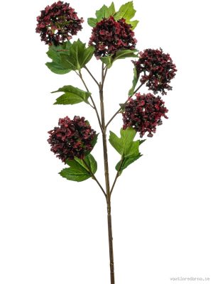 Viburnum - Vaxtinredarna.se