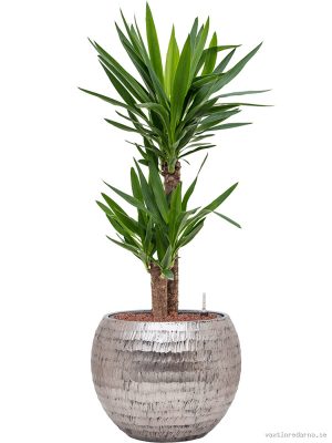 Yucca elephantipes in Baq Opus Hammered