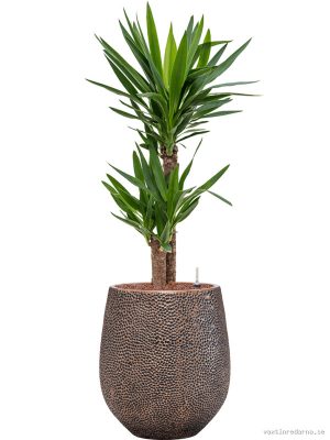 Yucca elephantipes in Baq Opus Hit - Vaxtinredarna.se