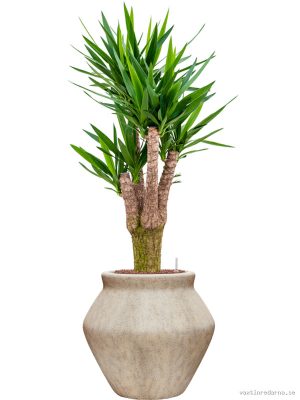 Yucca elephantipes in Mineral - Vaxtinredarna.se