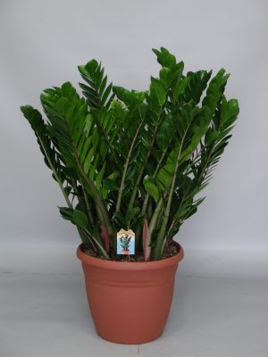 Zamioculcas zamiifolia - Vaxtinredarna.se