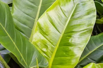 Philodendron