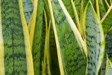 Sansevieria