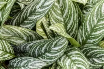 aglaonema